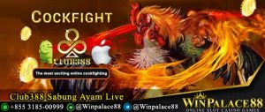 Club388 Sabung Ayam Live